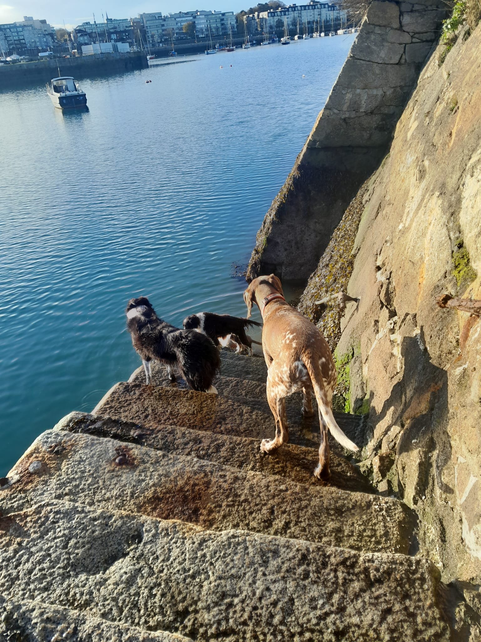 Dogs at Dublin harbour
