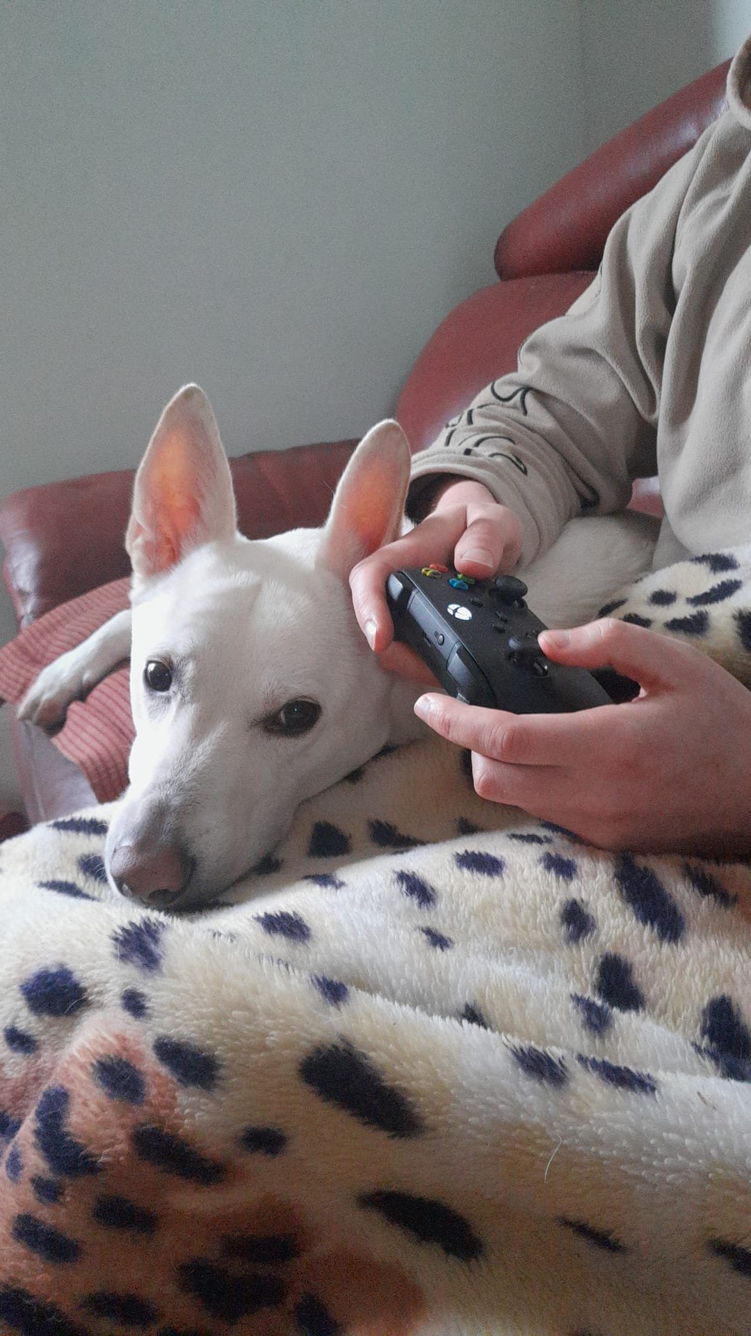 Dog being minded at home