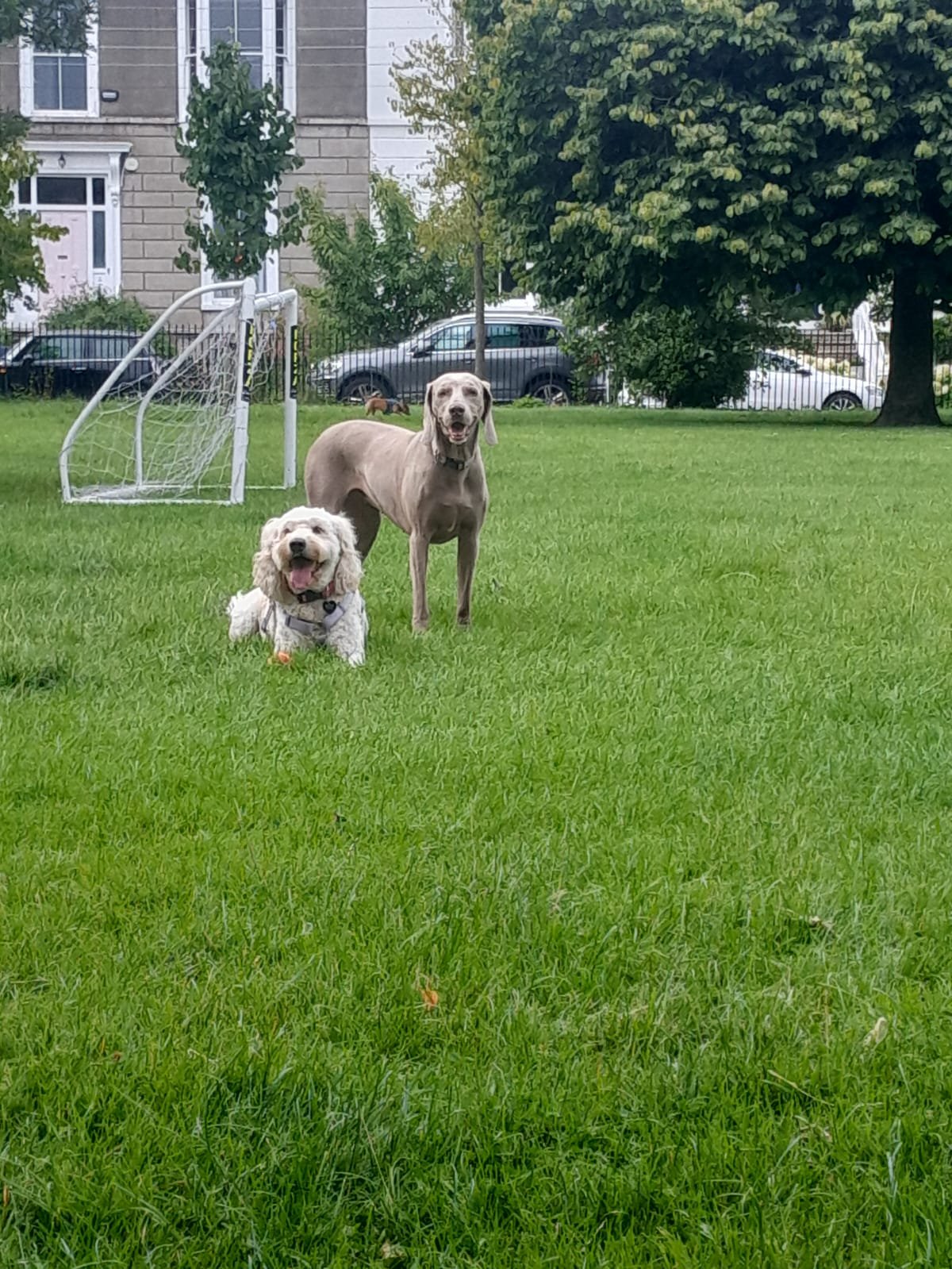 Dogs in Dublin park